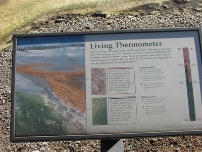 Living Thermometer Marker. Click for full size. Living Thermometer Marker image. Click for full size.