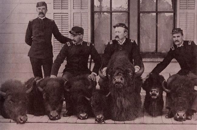 <i>Heads of poached bison seized by military, probably confiscated from Ed Howell</i> image. Click for full size.