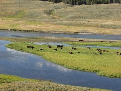 Bison in the Hayden Valley image. Click for full size.