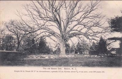<i>The old Salem Oak, Salem, N.J.</i> image. Click for full size.