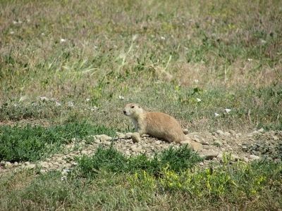 Prairie Dog at Beef Corral Bottom image. Click for full size.
