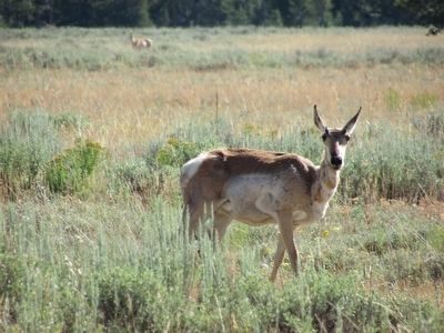 Pronghorn near the Marker image. Click for full size.