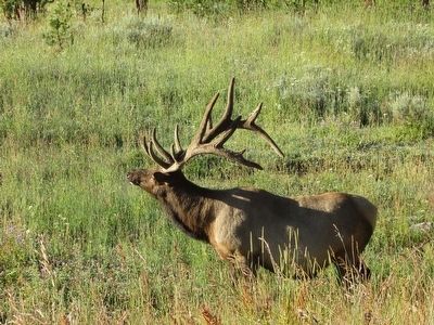 Bull Elk Preparing for the Rut image. Click for full size.