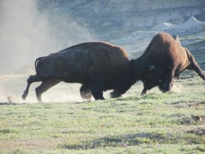 Bulls Battle in the Rut. Click for full size. Bulls Battle in the Rut image. Click for full size.