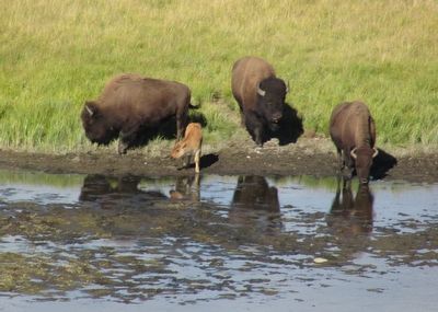 Bison Cow and Calf. Click for full size. Bison Cow and Calf image. Click for full size.