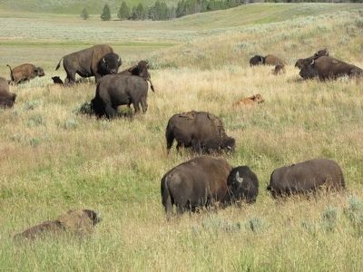 Bison in the Hayden Valley image. Click for full size.