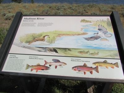 Madison River Marker. Click for full size. Madison River Marker image. Click for full size.