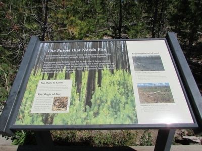 The Forest that Needs Fire Marker. Click for full size. The Forest that Needs Fire Marker image. Click for full size.
