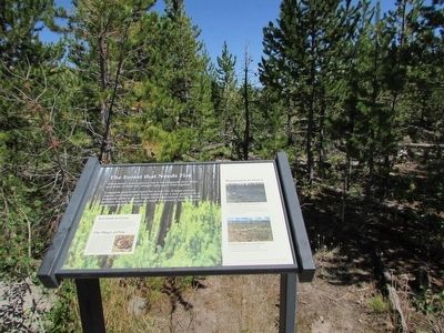The Forest that Needs Fire Marker. Click for full size. The Forest that Needs Fire Marker image. Click for full size.
