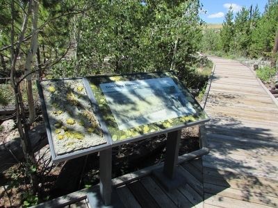 Trembling Aspens Marker. Click for full size. Trembling Aspens Marker image. Click for full size.