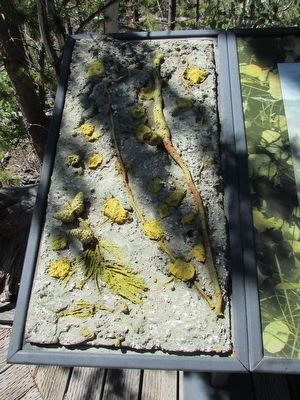 Trembling Aspens Marker. Click for full size. Trembling Aspens Marker image. Click for full size.