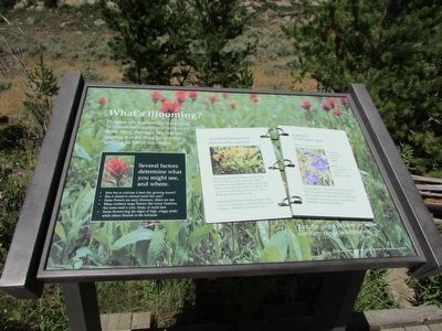 What�s Blooming? Marker image. Click for full size.