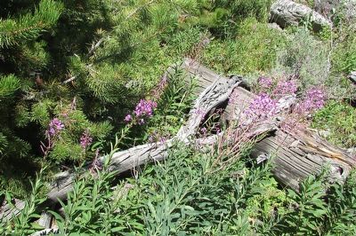 Larkspur near the Marker image. Click for full size.