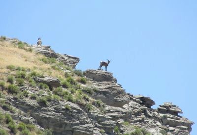 Bighorn Sheep on the Cliffs. Click for full size. Bighorn Sheep on the Cliffs image. Click for full size.