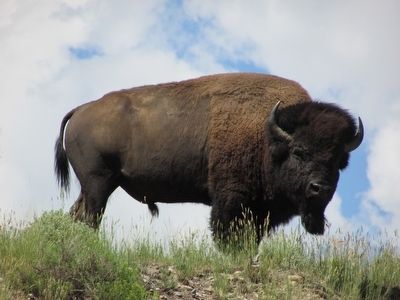 Yellowstone Bison. Click for full size. Yellowstone Bison image. Click for full size.