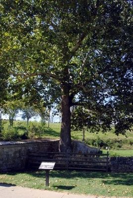 Witness to History Marker<br>Burnside Sycamore in Background image. Click for full size.