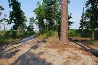 Trail leading to Black Point, Jamestown Island image. Click for full size.