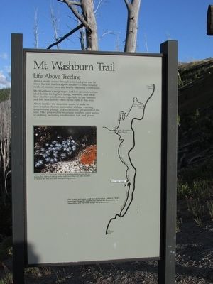 Mt. Washburn Trail Marker image. Click for full size.