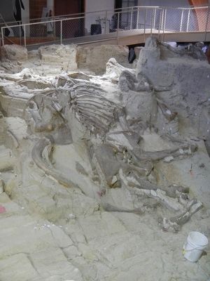Mammoth Excavation Site image. Click for full size.