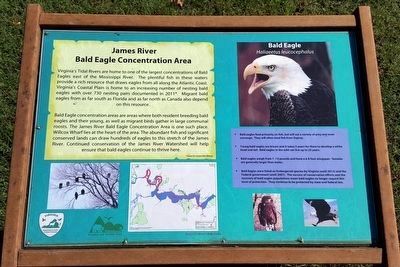 James River Bald Eagle Concentration Area image. Click for full size.