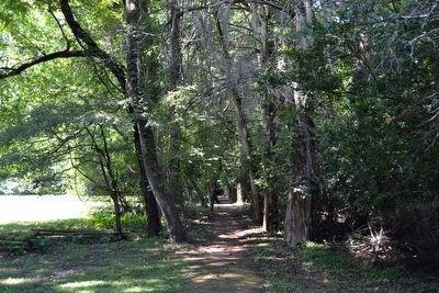 Field Road between Red Cedar Trees image. Click for full size.