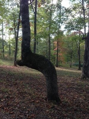 unmarked Cherokee Indian Trail Tree image. Click for full size.