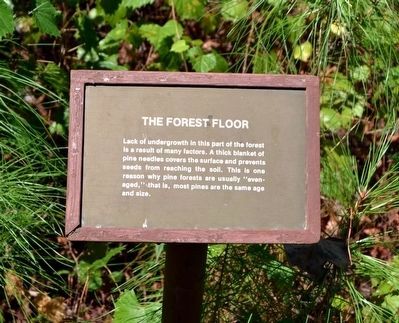 The Forest Floor Interpretive Sign image. Click for full size.