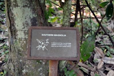 Southern Magnolia Interpretive Sign image. Click for full size.