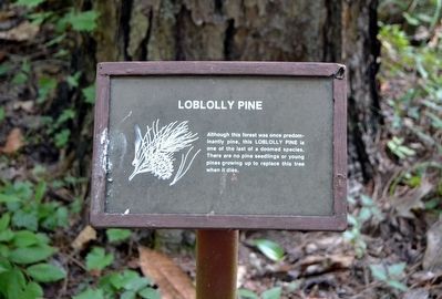 Loblolly Pine Interpretive Sign image. Click for full size.