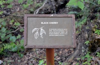 Black Cherry Interpretive Sign image. Click for full size.