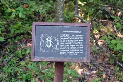 Southern Pine Beetle Interpretive Sign image. Click for full size.