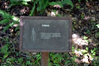 Ferns Interpretive Sign image. Click for full size.