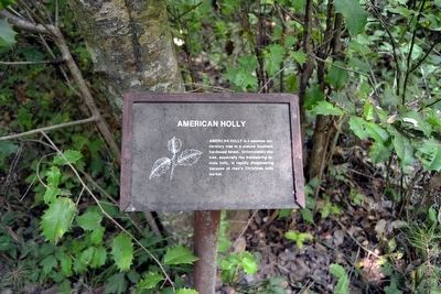 American Holly Interpretive Sign image. Click for full size.