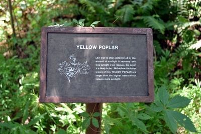 Yellow Poplar Interpretive Sign image. Click for full size.