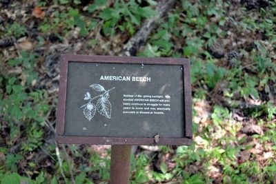American Beech Interpretive Sign image. Click for full size.