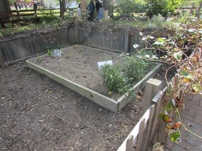 The Medicinal Garden. Click for full size. The Medicinal Garden image. Click for full size.
