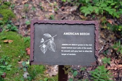 American Beech Interpretive Sign image. Click for full size.