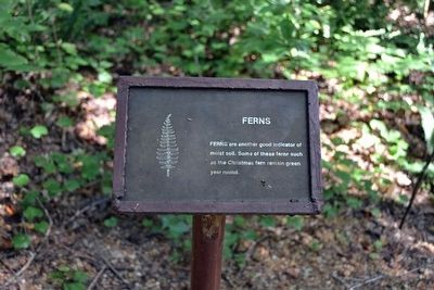 Ferns Interpretive Sign image. Click for full size.