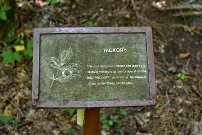 Hickory Interpretive Sign image. Click for full size.