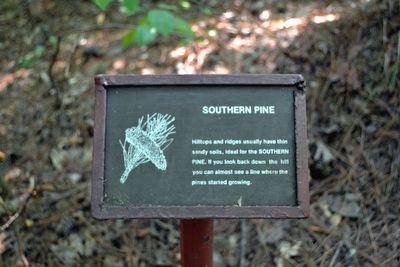 Southern Pine Interpretive Sign image. Click for full size.