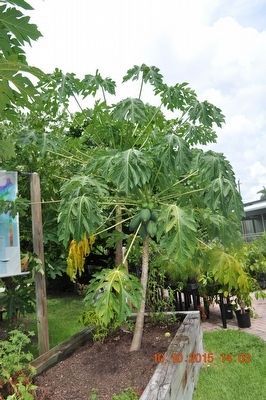 Papaya at the Edison Heritage Garden image. Click for full size.