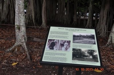 Banyan Tree (Ficus benghalensis) Marker image. Click for full size.