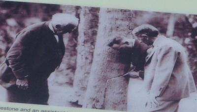 Banyan Tree (Ficus benghalensis) image. Click for full size.
