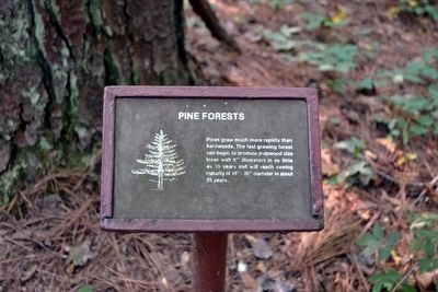 Pine Forests Interpretive Sign image. Click for full size.