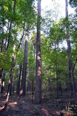 130 Year Old Pine. Click for full size. 130 Year Old Pine image. Click for full size.