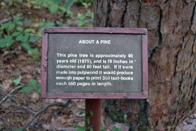 About a Pine Interpretive Sign. Click for full size. About a Pine Interpretive Sign image. Click for full size.
