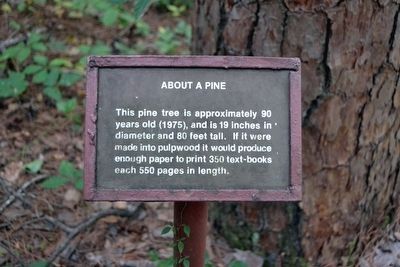 About a Pine Interpretive Sign image. Click for full size.