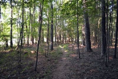 Shortleaf Pine Tree. Click for full size. Shortleaf Pine Tree image. Click for full size.