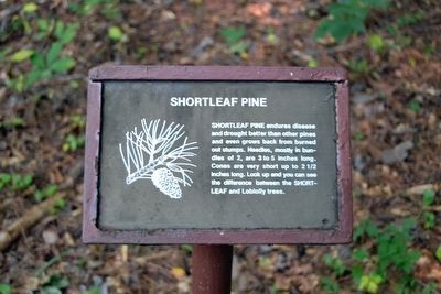 Shortleaf Pine Interpretive Sign image. Click for full size.