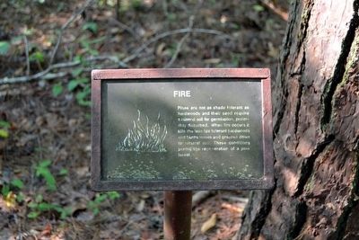 Fire Interpretive Sign image. Click for full size.